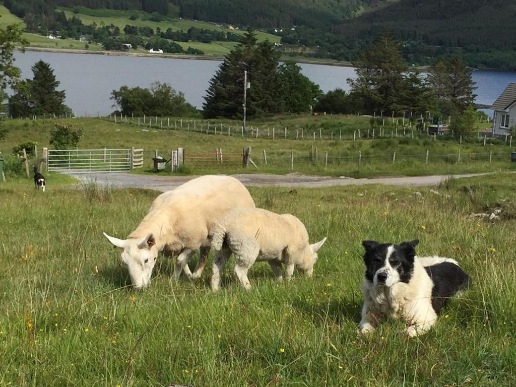 Torran B & B Ullapool Eksteriør billede